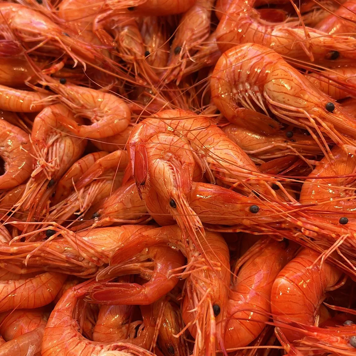 Les crevettes de Madagascar de chez Pierrot Coquillages.
