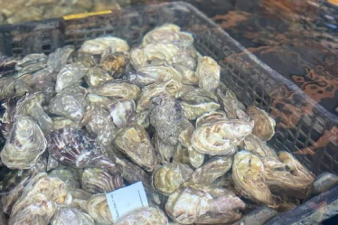 Des huitres dans l'eau.
