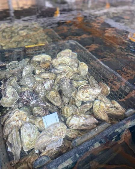 Des huitres dans l'eau.