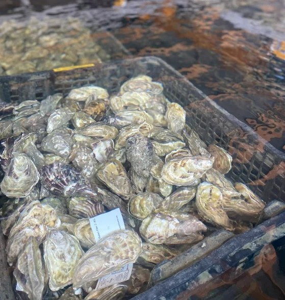 Des huitres dans l'eau.