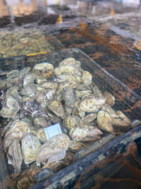 Des huitres dans l'eau.