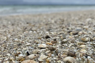 Un coquillages sur une plage.