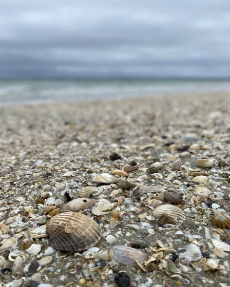 Un coquillages sur une plage.