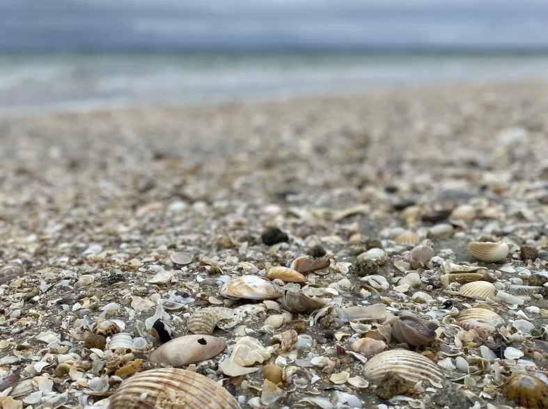 Un coquillages sur une plage.