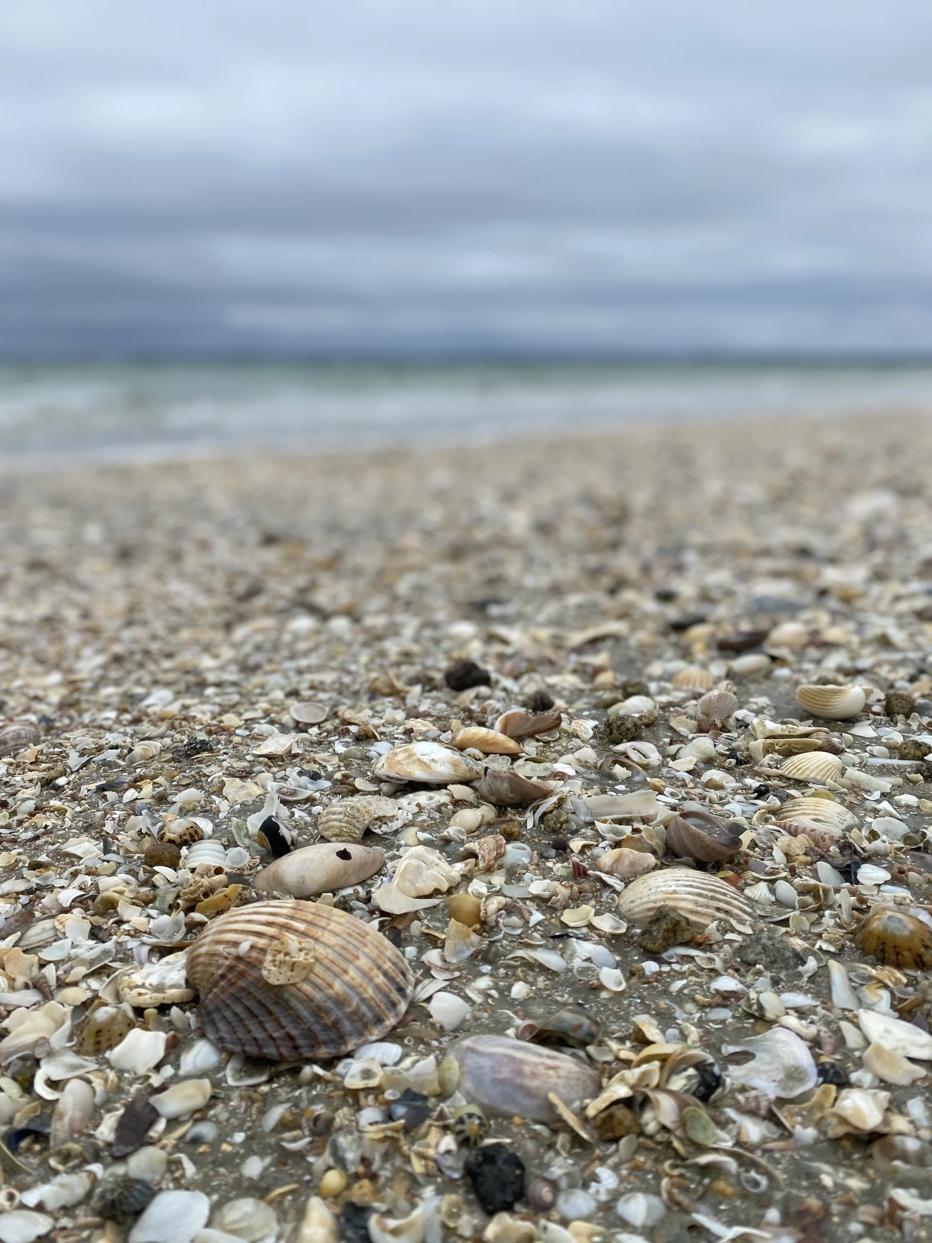 Un coquillages sur une plage.