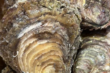 Les huitres Plate de Cancale.