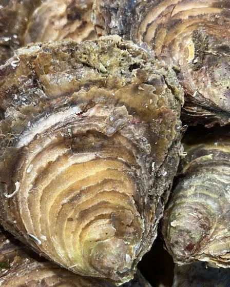 Les huitres Plate de Cancale.