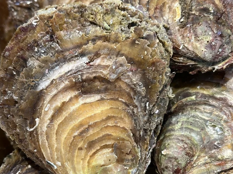 Les huitres Plate de Cancale.