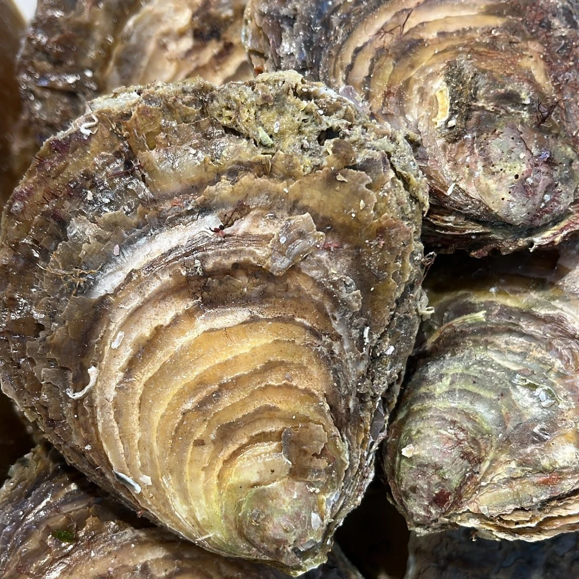 Les huitres Plate de Cancale.