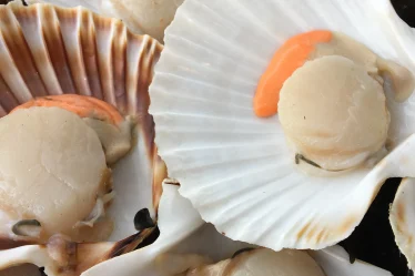 Les coquilles St-Jacques Pierrot Coquillages.