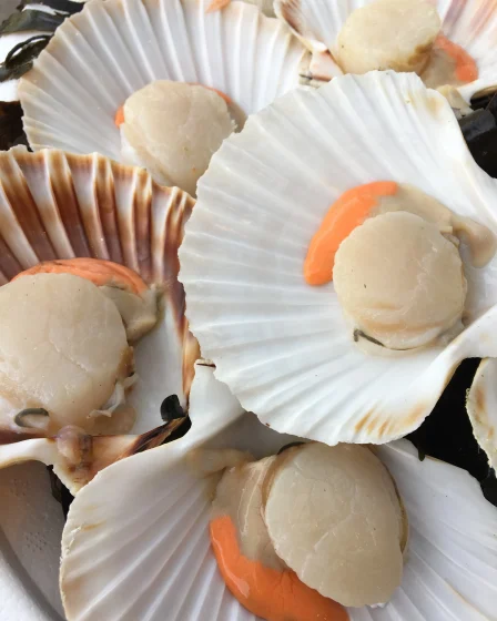 Les coquilles St-Jacques Pierrot Coquillages.