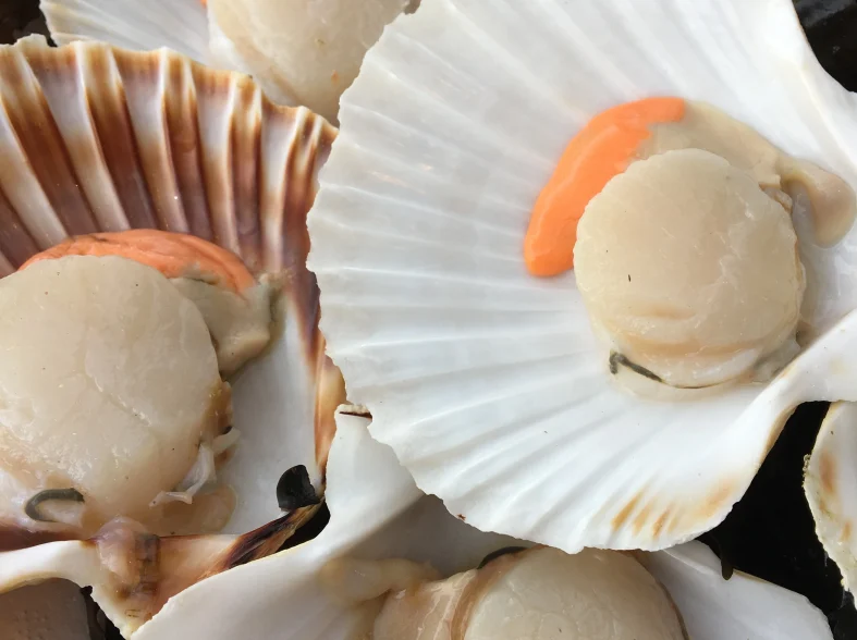 Les coquilles St-Jacques Pierrot Coquillages.