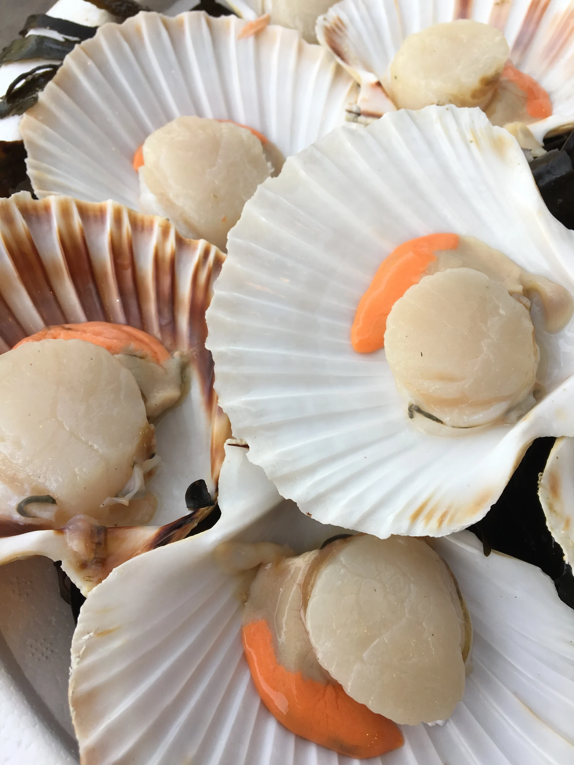 Les coquilles St-Jacques Pierrot Coquillages.