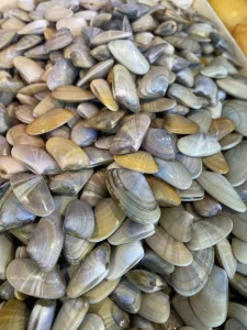 Les tellines en vente chez Pierrot Coquillages à Marseille.
