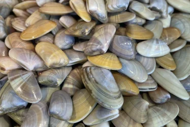 Les tellines en vente chez Pierrot Coquillages à Marseille.