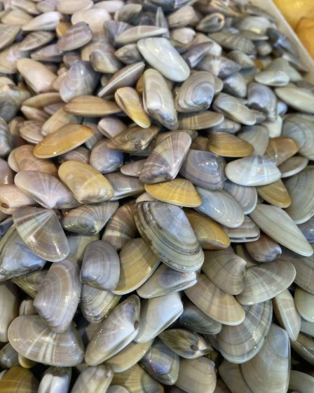 Les tellines en vente chez Pierrot Coquillages à Marseille.